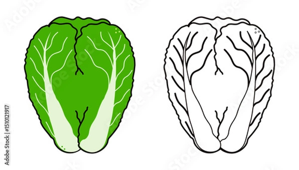Obraz Napa Cabbage illustration featuring vibrant green rendition and detailed black and white line drawing