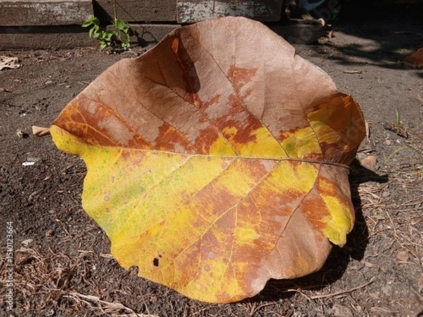 Fototapeta dry yellow and brown hibiscus leaves fall on the ground.
Texture of dry leaves on the lawn,use for backdrop or web design.