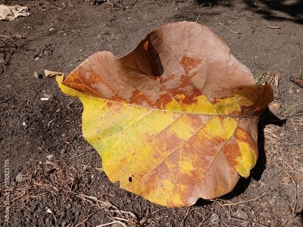 Fototapeta dry yellow and brown hibiscus leaves fall on the ground.
Texture of dry leaves on the lawn,use for backdrop or web design.