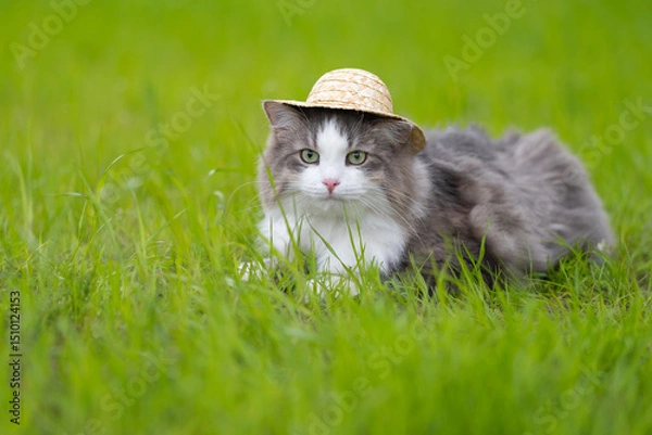 Fototapeta A cute country cat lying in the grass with a straw hat on. Domestic cat on a summer walk in a green meadow