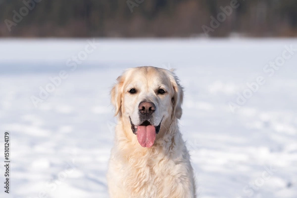 Fototapeta Portrait of a happy golden retriever in a snowy park. Dog walking in winter on snowdrifts in the forest