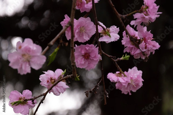 Obraz Spring blossom of pink sakura cherry tree in the garden