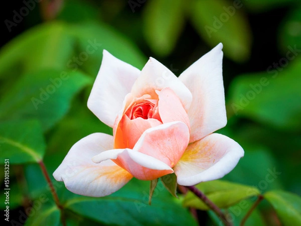 Fototapeta Elegant rose blooms in serene garden setting