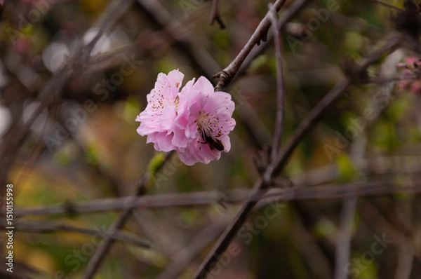 Obraz Spring blossom of pink sakura cherry tree with bee on it in the garden