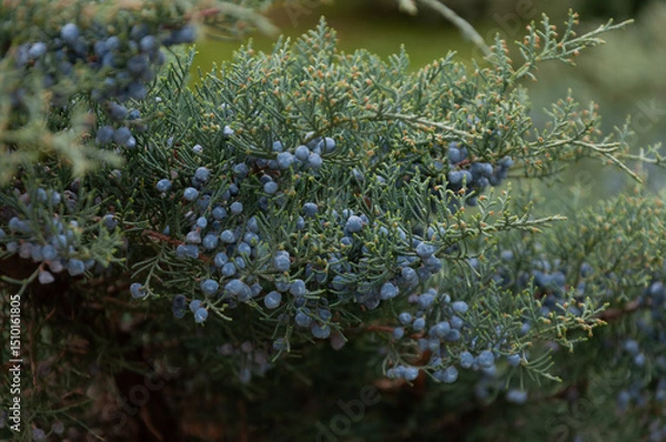 Obraz Beautiful bush of a juniper with berries in spring garden