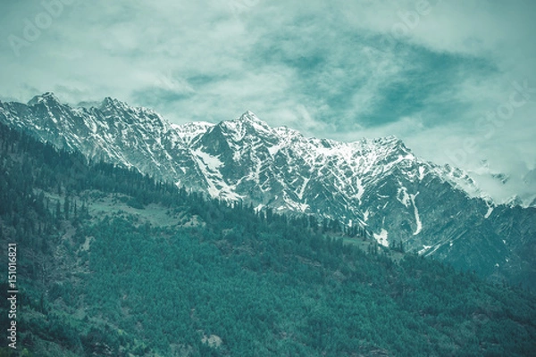 Fototapeta In the front pine woods on background Himalayan mountans and sky with clouds