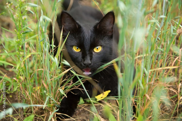 Obraz Funny black cat with yellow eyes outdoors in the grass