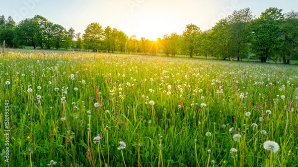 Fototapeta Fresh Spring Blooming Meadow with Trees on Background. Beautiful Lush Vegetation with Sunset Light.
