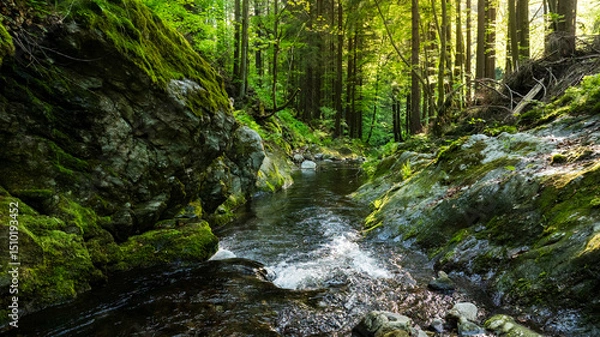 Fototapeta A Bright Small River Flowing Through Lush Spring Forest during Sunset Hour. Fresh Lush Vegetation, Low Angle of View. Wide Angle View. Beautiful Nature Landscape, Natural Background.