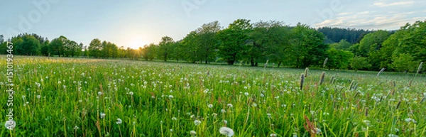 Fototapeta Fresh Spring Blooming Meadow with Trees on Background. Beautiful Lush Vegetation with Sunset Light.