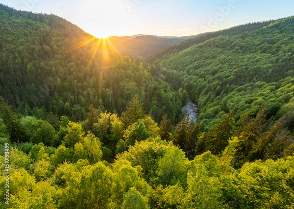 Fototapeta Fresh Spring Deep Forest. Beautiful Lush Vegetation with Sunset Light. Aerial View.