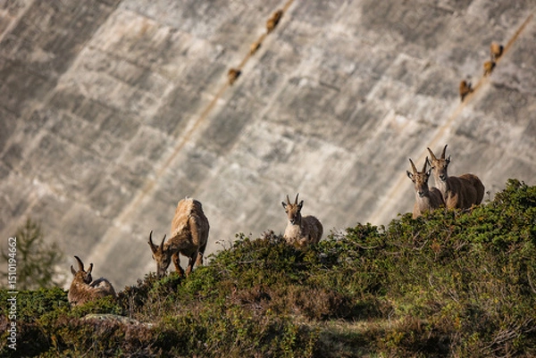 Fototapeta Szwajcaria
