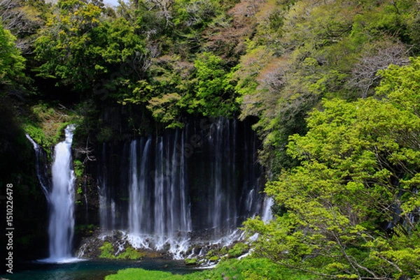 Fototapeta 白糸の滝