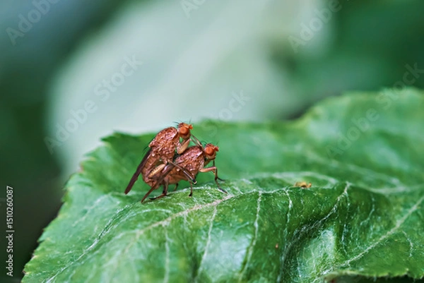 Fototapeta A close-up of two honey flies mating.