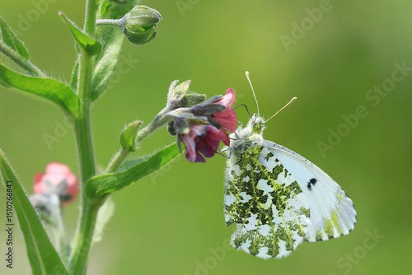 Fototapeta Orange tip, Anthocharis cardamine, beautiful macro of butterfly on flower