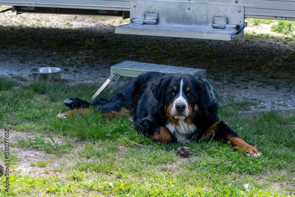 Obraz A mountain dog in front of a recreational vehicle