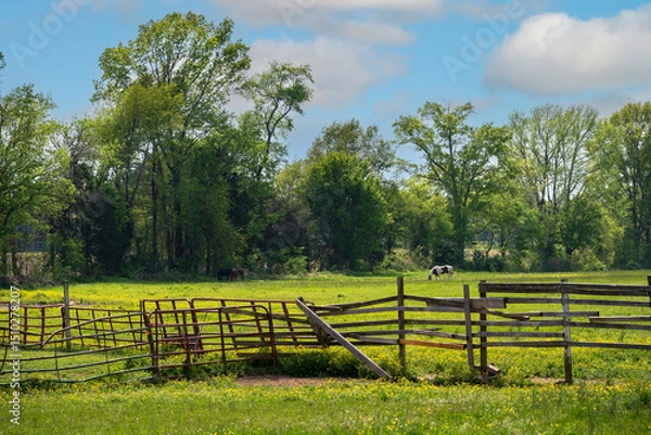 Obraz Beautiful horses in a Tennessee field