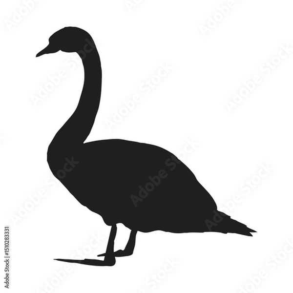 Obraz Silhouette of mute swan Cygnus color. Realistic vector wild birds