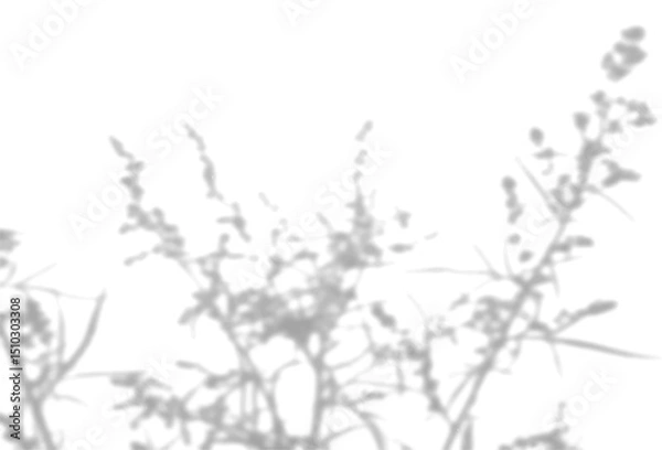 Fototapeta The shadow of the field grass on the white wall. A black and white image to overlay on a photo or mockup