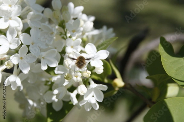 Fototapeta Lilac 1972