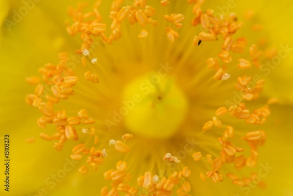 Obraz キンシバイのアップ