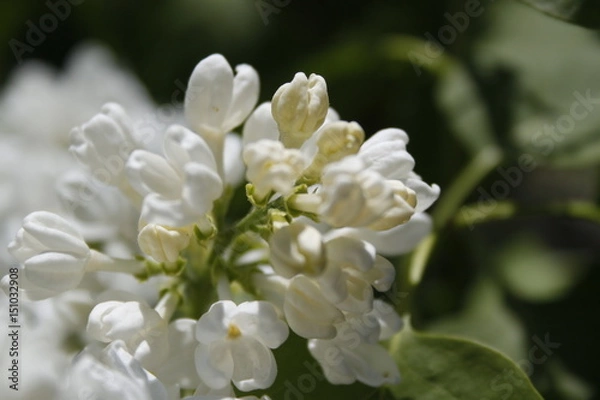 Fototapeta Lilac 2000