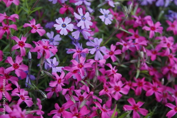 Fototapeta Flower 2168