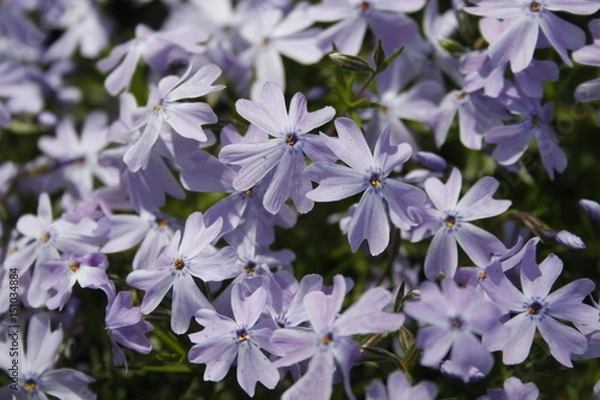 Fototapeta Flower 2169