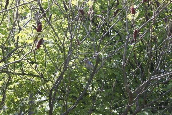 Fototapeta Flower 2184