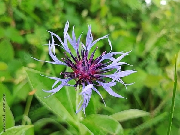 Obraz close-up of a pretty blue blooming cornflower in the garden