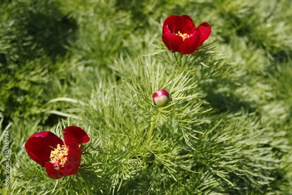 Fototapeta Flower 2230