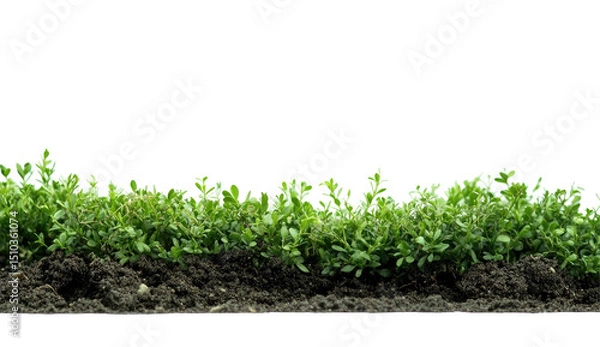Fototapeta Lush green plants growing from dark soil isolated on transparent background