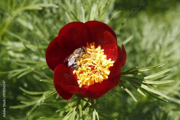 Fototapeta Flower 2244