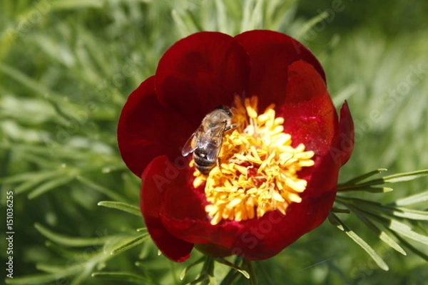 Fototapeta Flower 2245