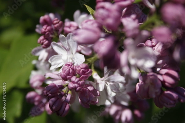 Fototapeta Lilac