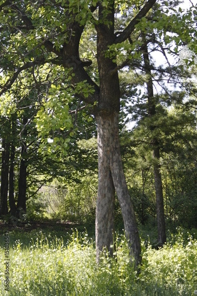 Fototapeta Two trees