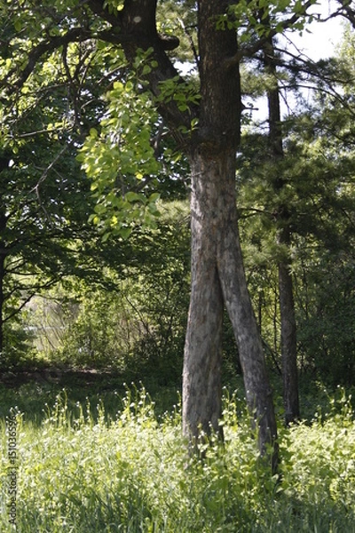 Fototapeta Two trees