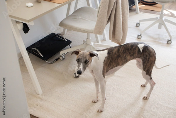 Fototapeta Whippet dog stands in cozy minimalist neutral home office