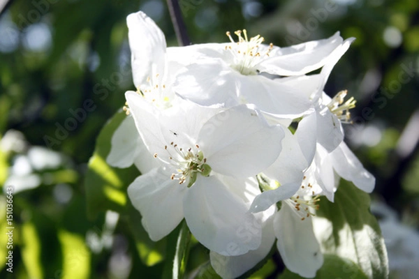 Fototapeta Apple flower