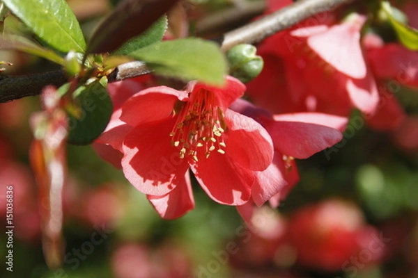 Fototapeta Red flower
