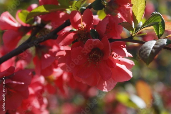 Fototapeta Red flower