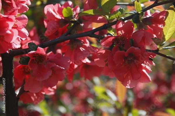 Fototapeta Red flower