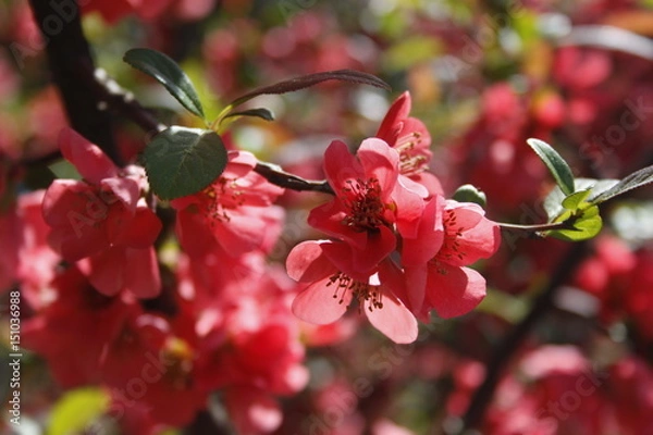 Fototapeta Red flower