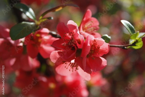Fototapeta Red flower