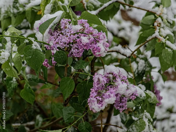 Fototapeta lilac flowers in the garden covered with spring snow