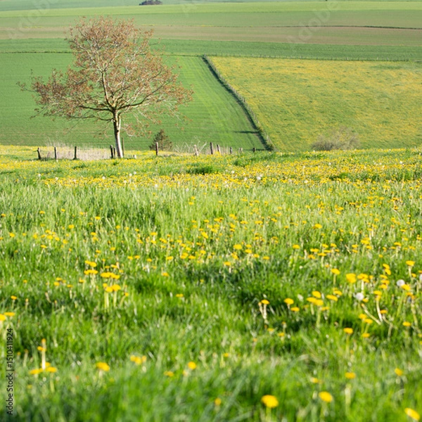 Fototapeta flowers and meadows in rolling hills of luxemburg countryside