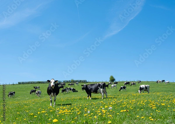 Fototapeta curious black and white spotted cows in green meadow with yellow spring flowers under blue sky