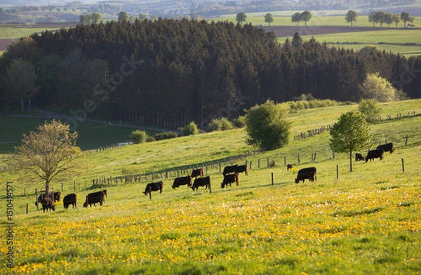 Fototapeta cows graze in meadow in the hills of northern luxemburg