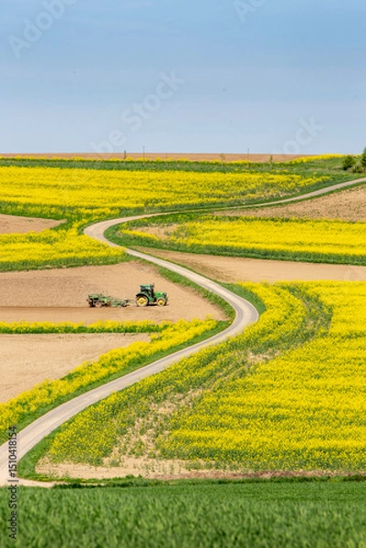 Fototapeta tractor at work on field between rapeseed fields in the north of luxemburg