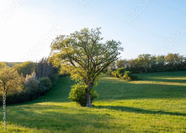 Fototapeta trees and meadows in rolling hills of luxemburg countryside